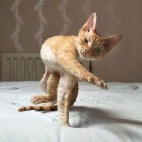 Avatar of ツーシーム投げ猫