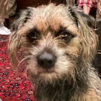 David Richards (@aderynglas1927) 's Twitter Profile Photo David Richards (@aderynglas1927) 's Twitter Profile Photo