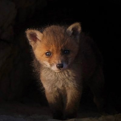 Amsterdamse Waterleidingduinen AWD awdbossie - Fotograaf/Natuurliefhebber Site: https://t.co/LXBvxtQVAH - https://t.co/wLLyRFGtVN #awd