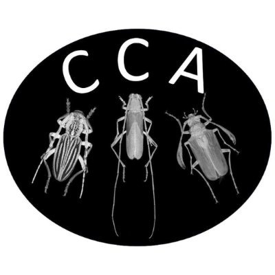 cerambycidsCA Profile Picture