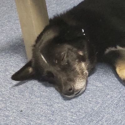 naka2gomi's profile picture. 保護犬飼ってます。
高橋一生さんのファンです。
エンジニアです。