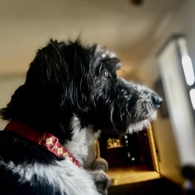 GoudaGirlstweet's profile picture. RETIRED !!!