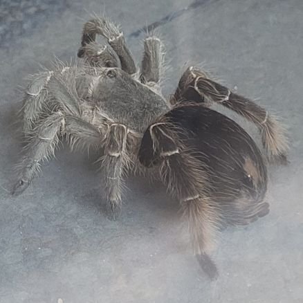 electrojls's profile picture. Digo lo que pienso....