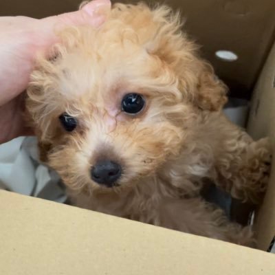 odenandme's profile picture. 2023年3月生まれトイプードル女の子🍼お迎え1日目からの記録と夫婦の日記🌵