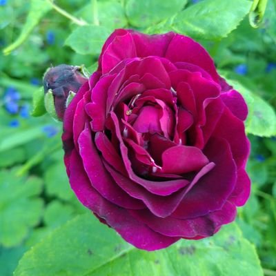 I'm Sue, bossy, opinionated old bat kicking against the pricks.
Tories, zionists, Labour can all fuck off into the sewer. More green than the Green Party.