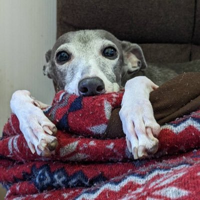 porter_kazu's profile picture. 競馬、カメラ、🐶わんこ、パチンコ、パチスロ、ドラゴンズ🐉中京、京都競馬場に行ってます🌼*･写真を撮ってます😆Instagramもよろしくお願いします📸推し騎手は河原田菜々騎手❤️‍🔥田辺裕信騎手🔥推し馬はナムラクレア💕、ダノンデサイル❤️‍🔥嫁と競馬場に行ってます🤭✨ウマ娘のアニメが大好き🤭✨