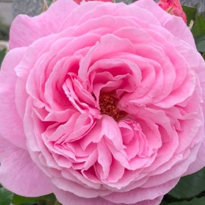 chomDchom's profile picture. 