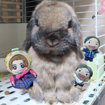 🟢🍀くるる🍀🍎🕊🗻🦝さんのプロフィール画像