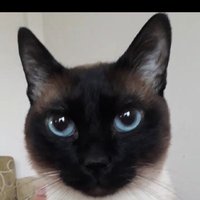 Musta Kissa (@charyyevperman) 's Twitter Profile