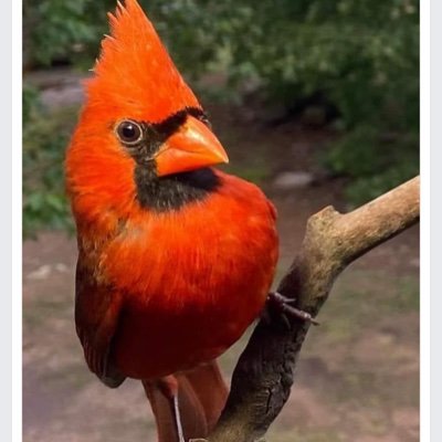 Suttonsandralee's profile image
