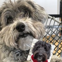 Stella the YorkiPoo / Jet the Cockapoo (OTRB) 🐾 (@elicatmo) 's Twitter Profile Photo Stella the YorkiPoo / Jet the Cockapoo (OTRB) 🐾 (@elicatmo) 's Twitter Profile Photo