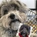 Stella the YorkiPoo / Jet the Cockapoo (OTRB) 🐾 (@elicatmo) Twitter profile photo Stella the YorkiPoo / Jet the Cockapoo (OTRB) 🐾 (@elicatmo) Twitter profile photo