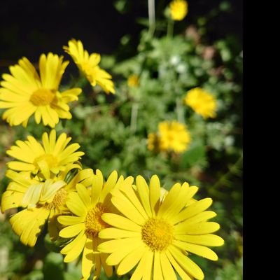 Edinburgh based, many interests. Using Twitter mostly for nature photos