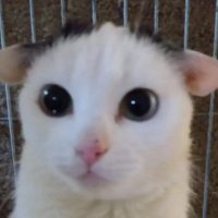 the goober (@goober901) 's Twitter Profile