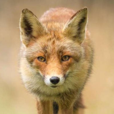 Pashikaa's profile picture. 