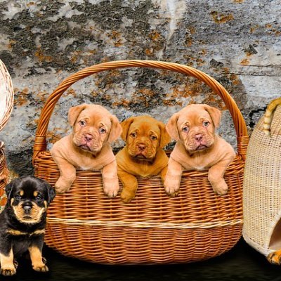 petloversunidos's profile picture. Bem-vindo(a) ao mundo encantador dos pets! Aqui compartilhamos histórias adoráveis, dicas úteis e fotos fofas de nossos amados amigos peludos.