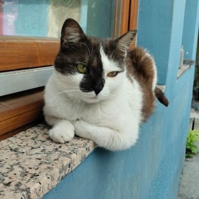 ThePNGuin's profile picture. 