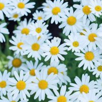 Daisy🍁 (@rongyan9988) 's Twitter Profile