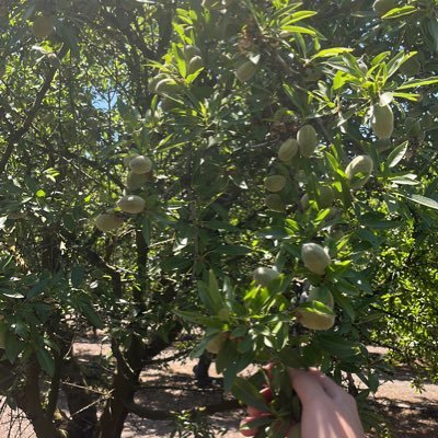 Just tweeting my thoughts on almonds,pistachios, and walnuts in the Central Valley. Tweets are opinions, not advice.