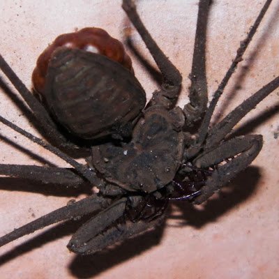 Biol. University of Quindío. Ecology and evolution of Amblypygi.