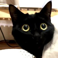 にゃがせ (@ganase) 's Twitter Profile