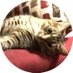 Cathy Cermele (@ccermele) Twitter profile photo Cathy Cermele (@ccermele) Twitter profile photo