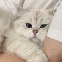 RodrigoWee (@weerodrigo41527) 's Twitter Profile