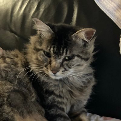 Spaceca69004768's profile picture. イエスと聖書とニャンが大好き。どんな組み合わせやねん。恐れ入りますが、DMはお断りしております。無言フォロー、失礼します。#猫好き集まれ #真実が知りたい