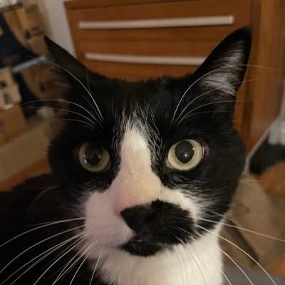 Handsome half mustache tuxedo boy. Brothors are @TobyAndTaro. Remembering sistor Kaylee always. Love mine human and my 🏳️‍🌈🏳️‍⚧️friends.