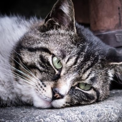 coxcoa_test's profile picture. Dev