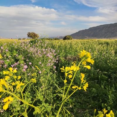 deldar65132873's profile picture. the project boring