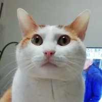しまミンミン (@shimaminmi76811) 's Twitter Profile