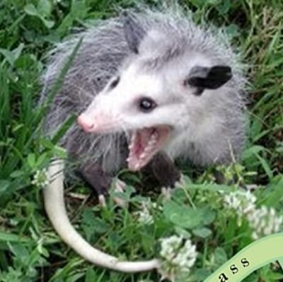 wingedabduction's profile picture. 👽🛸👾