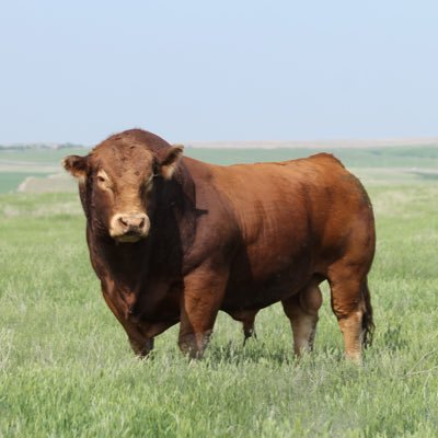 Family owned and operated. Raising purebred Limousin and LimFlex cattle in West Central Saskatchewan. Annual Bull & Female Sale Tuesday, December 17, 2024