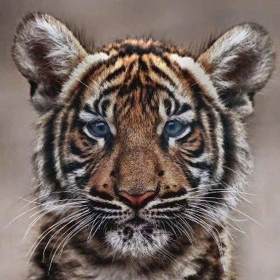 seawavevan's profile picture. 