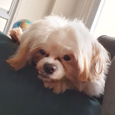 gelifish__'s profile picture. resting dead inside face || she/her