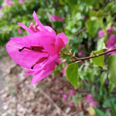 Bint_Abdeljabar's profile picture. Muslimah|| Unilorite|| nature lover||Tech enthusiast
