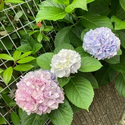 ❄️🫧のんこ❄️🫧さんのプロフィール画像