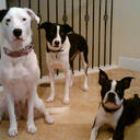 Max & Harley Baker - @MaxLovesHarley - Twitter