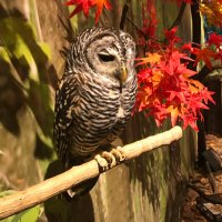 【s4lv/さる】noteも始めました🦉 (@cfrms4lv) 's Twitter Profile