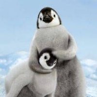 noob penguin🦍 (@valorant_pengin) Twitter profile photo