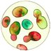 DNA Topology (@roca_lab) Twitter profile photo DNA Topology (@roca_lab) Twitter profile photo