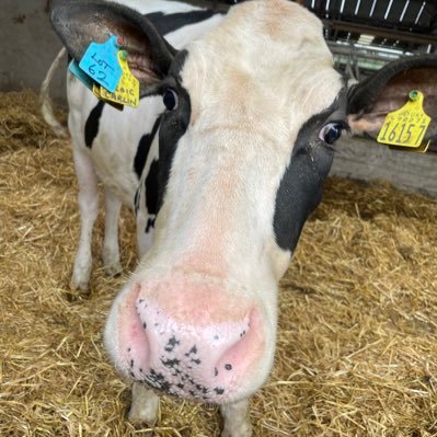 AdamConn's profile picture. Dairy Vet, BVMS MRCVS Cert. Dairy Herd Health