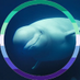 cetaceans daily 🐋 // temporarily ia (@dailycetaceans) Twitter profile photo cetaceans daily 🐋 // temporarily ia (@dailycetaceans) Twitter profile photo