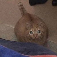 Splate (@0yuri_tyrant0) 's Twitter Profile