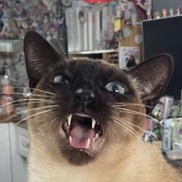 碎喵 (@psdlmiao) 's Twitter Profile Photo