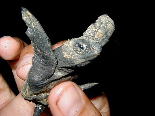 Leading sea turtle conservation network in northwest Mexico.
Lider de la conservacion de tortugas marinas en el noroeste de Mexico.