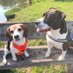 🐶🐾❤️ Lassie & Trude 🐾❤️🦮 & Bodo🐾🐶🖤🌈 (@bodolassie) Twitter profile photo 🐶🐾❤️ Lassie & Trude 🐾❤️🦮 & Bodo🐾🐶🖤🌈 (@bodolassie) Twitter profile photo