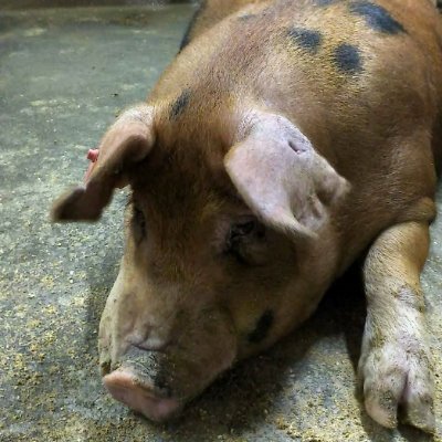 Vy5vxmwcfqnadT3's profile picture. 北海道に住んでます。よろしく😃✌️
アイコンは以前の職場で担当していた種雄の豚さんです🐷