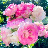 🌸¨̮紫月🌼*・ バラと金魚 (@shi_zu_kuuuuuu) 's Twitter Profile